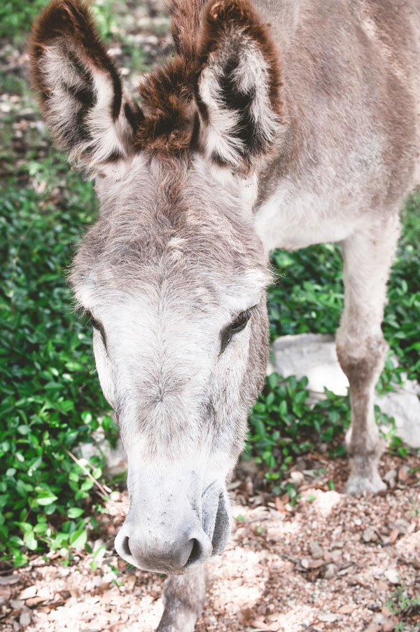 Sarah_Brooks_Vintage_Country_Texas_Wedding_Kimberly_Scott_Creative_20 Sarah_Brooks_Vintage_Country_Texas_Wedding_Kimberly_Scott_Creative_20