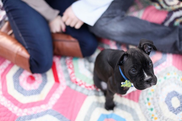 Stefanie_Alan_Puppy_Z_Winter_Wooded_Engagement_Photos_Blue_Mason_Photography_16 Stefanie_Alan_Puppy_Z_Winter_Wooded_Engagement_Photos_Blue_Mason_Photography_16