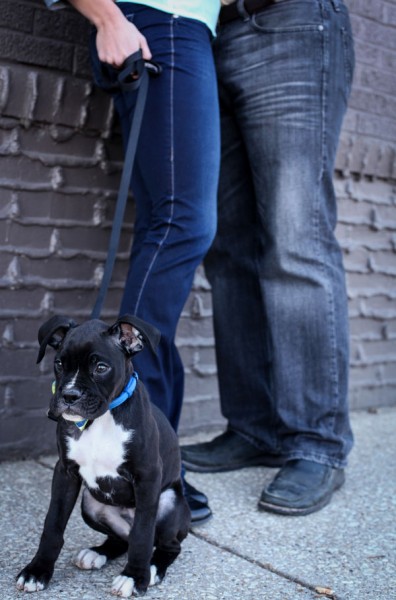 Stefanie_Alan_Puppy_Z_Winter_Wooded_Engagement_Photos_Blue_Mason_Photography_7 Stefanie_Alan_Puppy_Z_Winter_Wooded_Engagement_Photos_Blue_Mason_Photography_7